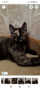 Шотландська дівчинка з черепаховим забарвленням