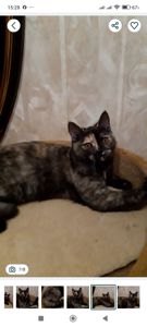 Шотландська дівчинка з черепаховим забарвленням