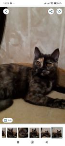 Шотландська дівчинка з черепаховим забарвленням