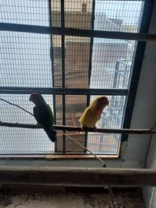 Папуги нерозлучники