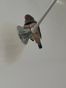 Амадин Зебровий