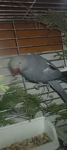 Самочка Ожерелка