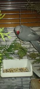 Самочка Ожерелка