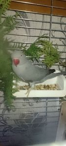 Самочка Ожерелка