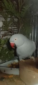 Самочка Ожерелка