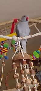 Самочка Ожерелка