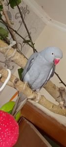 Самочка Ожерелка