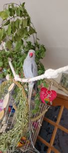 Самочка Ожерелка