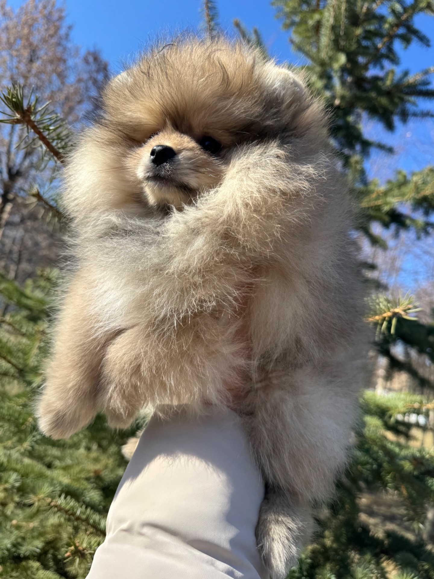 Щенки померанского шпица документы КСУ