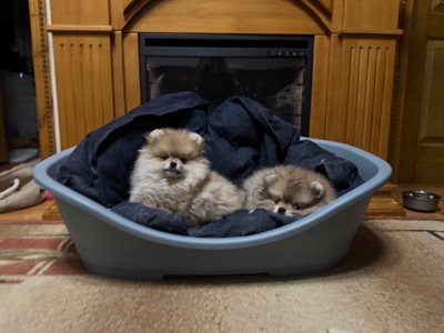 Щенки померанского шпица документы КСУ