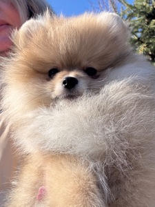 Щенки померанского шпица документы КСУ