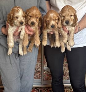 Цуценята англійський кокер спаніель