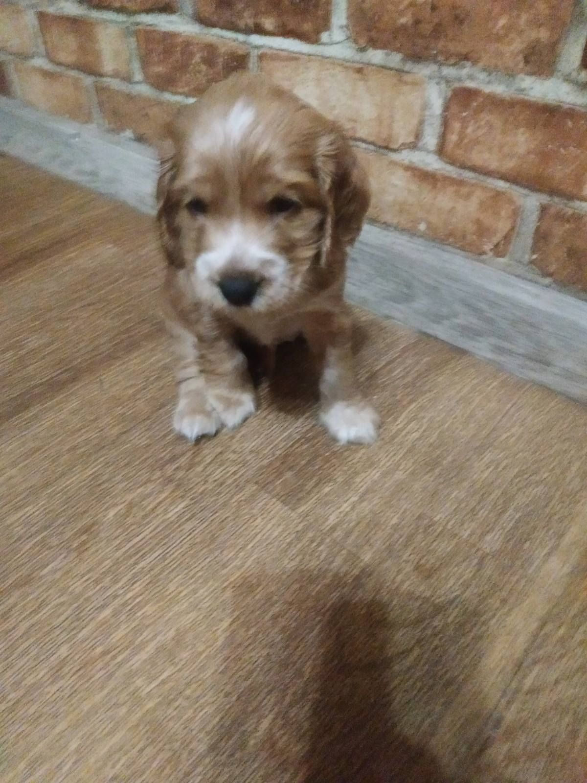 Цуценята англійський кокер спаніель