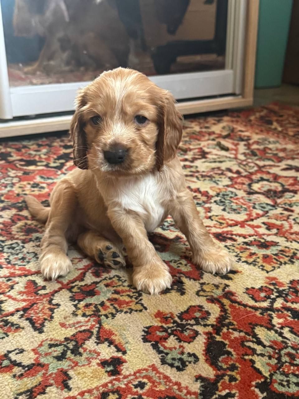 Цуценята англійський кокер спаніель