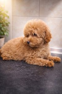 Цуценя мальтіпу ф2