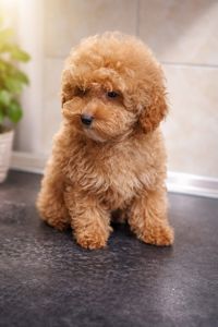 Цуценя мальтіпу ф2