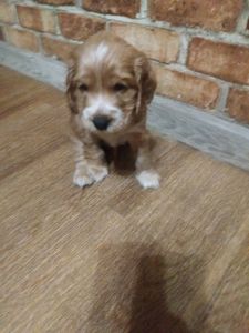 Цуценята англійський кокер спаніель