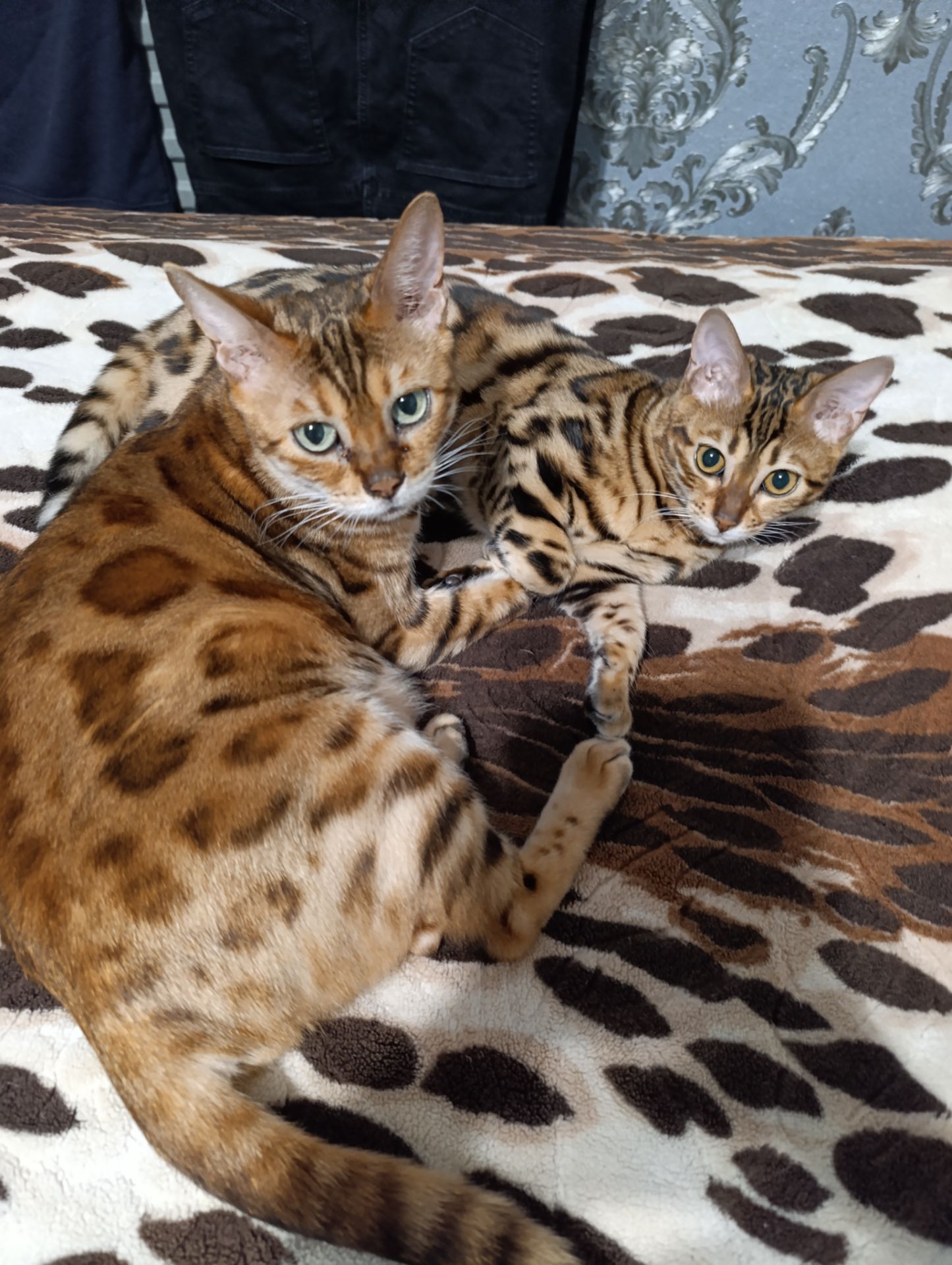 Бенгальські кошенята