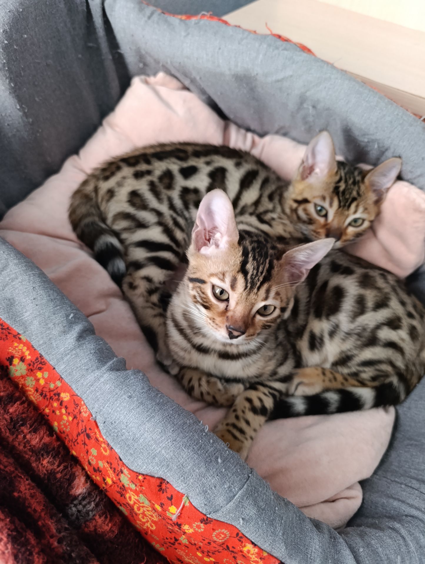 Бенгальські кошенята