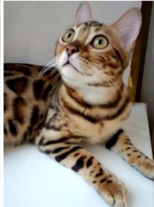 Бенгальські кошенята