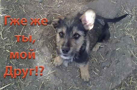 Щенки Двортерьера. Братик и Сестричка