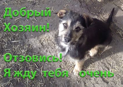 Щенки Двортерьера. Братик и Сестричка