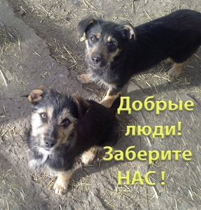 Щенки Двортерьера. Братик и Сестричка