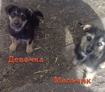 Щенки Двортерьера. Братик и Сестричка