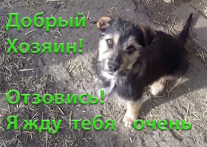 Щенки Двортерьера. Братик и Сестричка