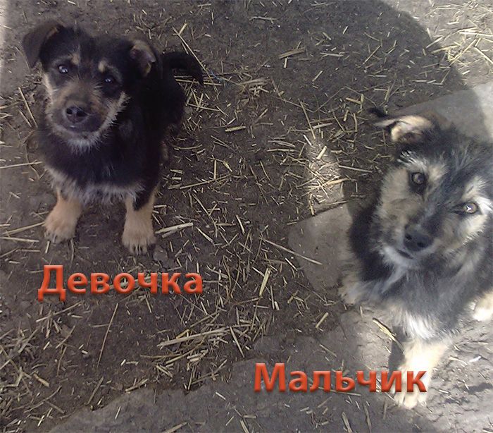 Щенки Двортерьера. Братик и Сестричка