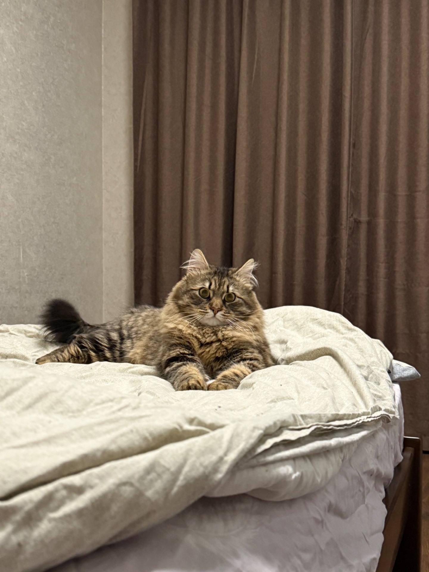 Котик в хорошие руки