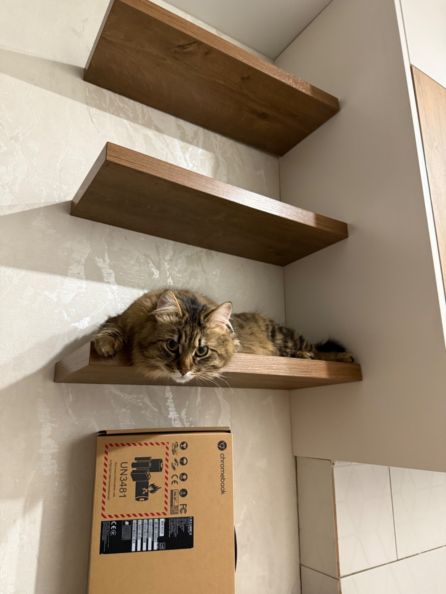 Котик в хорошие руки