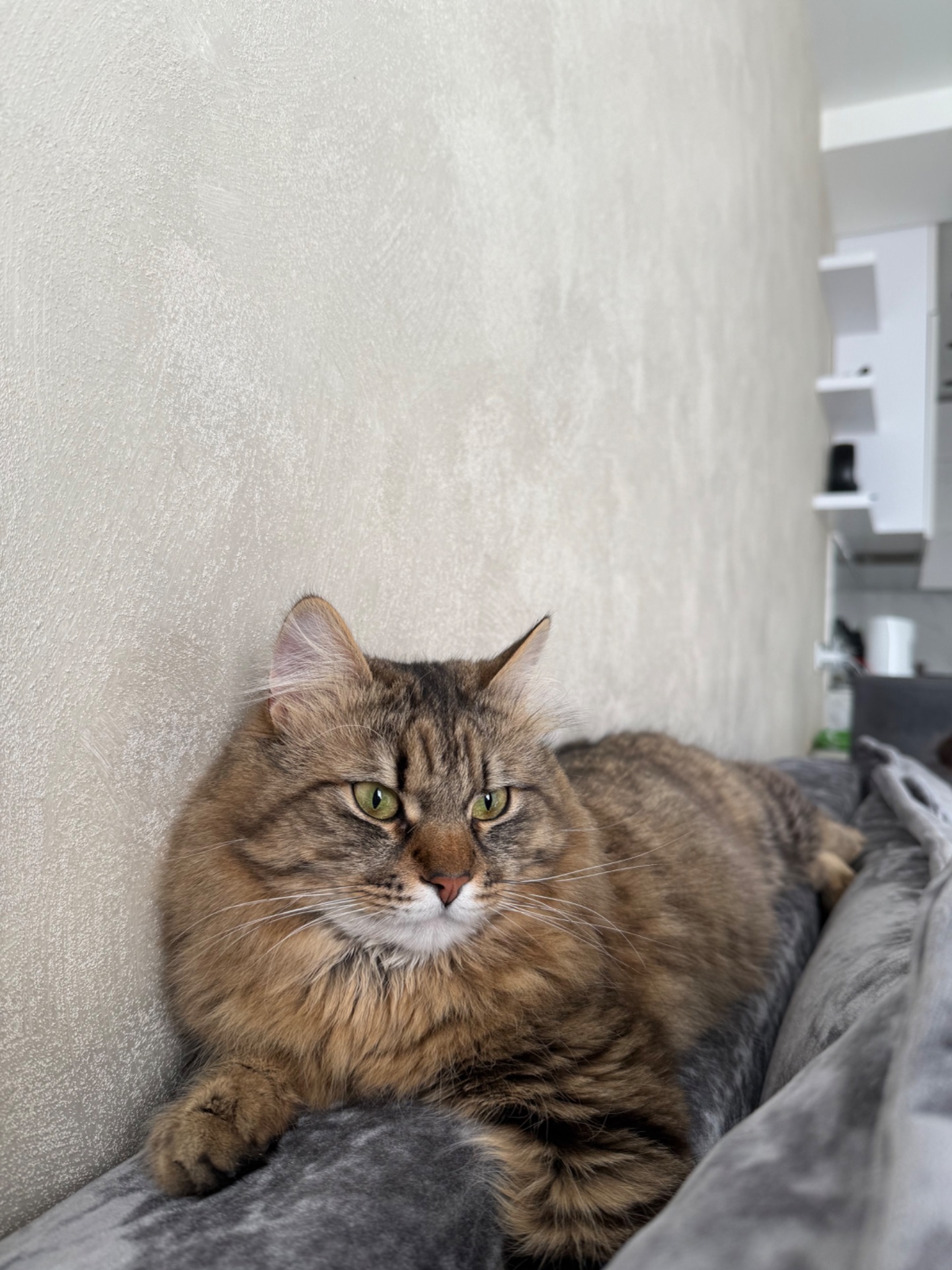 Котик в хорошие руки