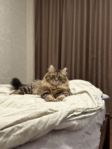 Котик в хорошие руки