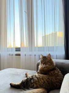 Котик в хорошие руки