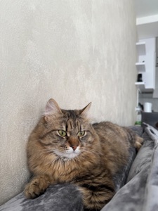 Котик в хорошие руки