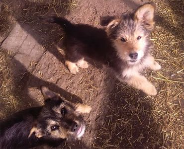 Щенок Дворбернара Пушистый