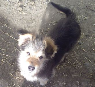 Щенок Дворбернара Пушистый