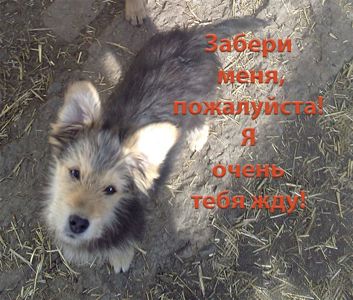 Щенок Дворбернара Пушистый