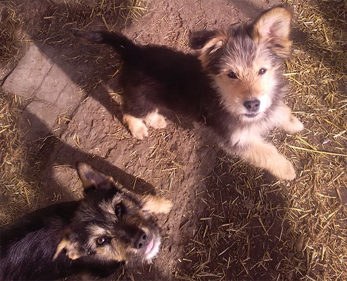 Щенок Дворбернара Пушистый