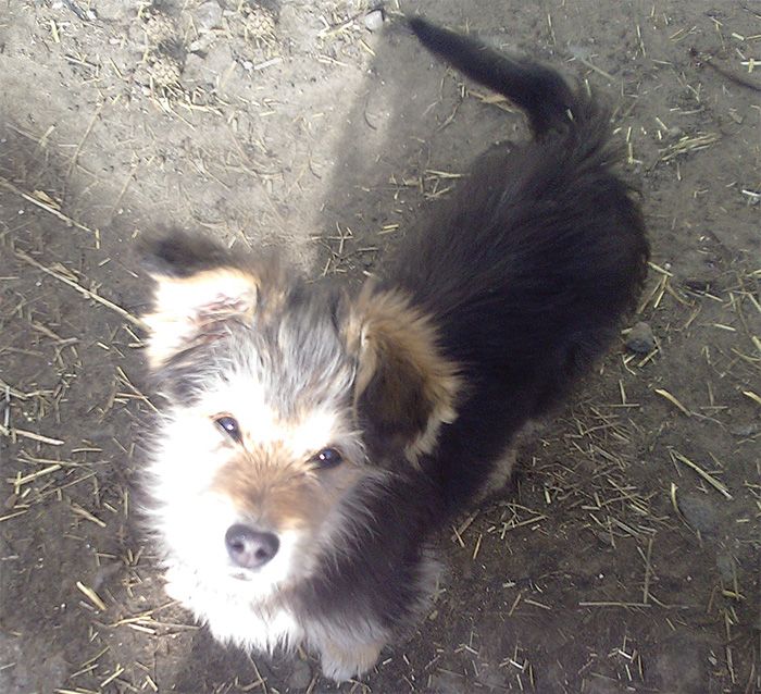 Щенок Дворбернара Пушистый