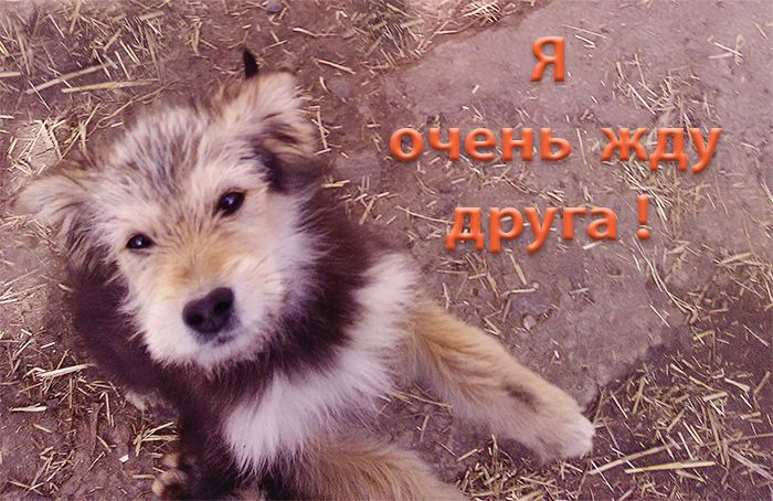 Щенок Дворбернара Пушистый