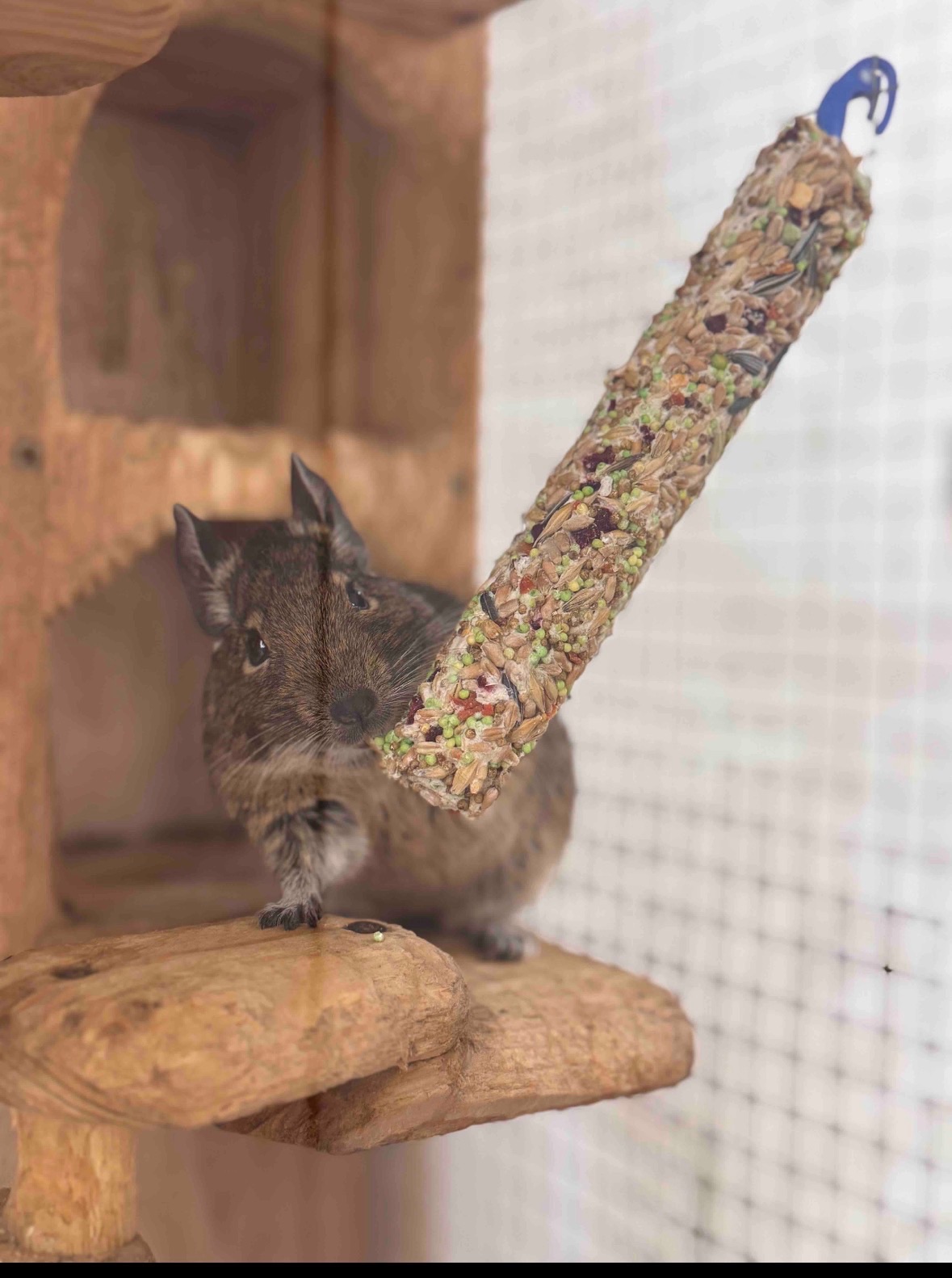 Чилийские белки (две) мальчик.