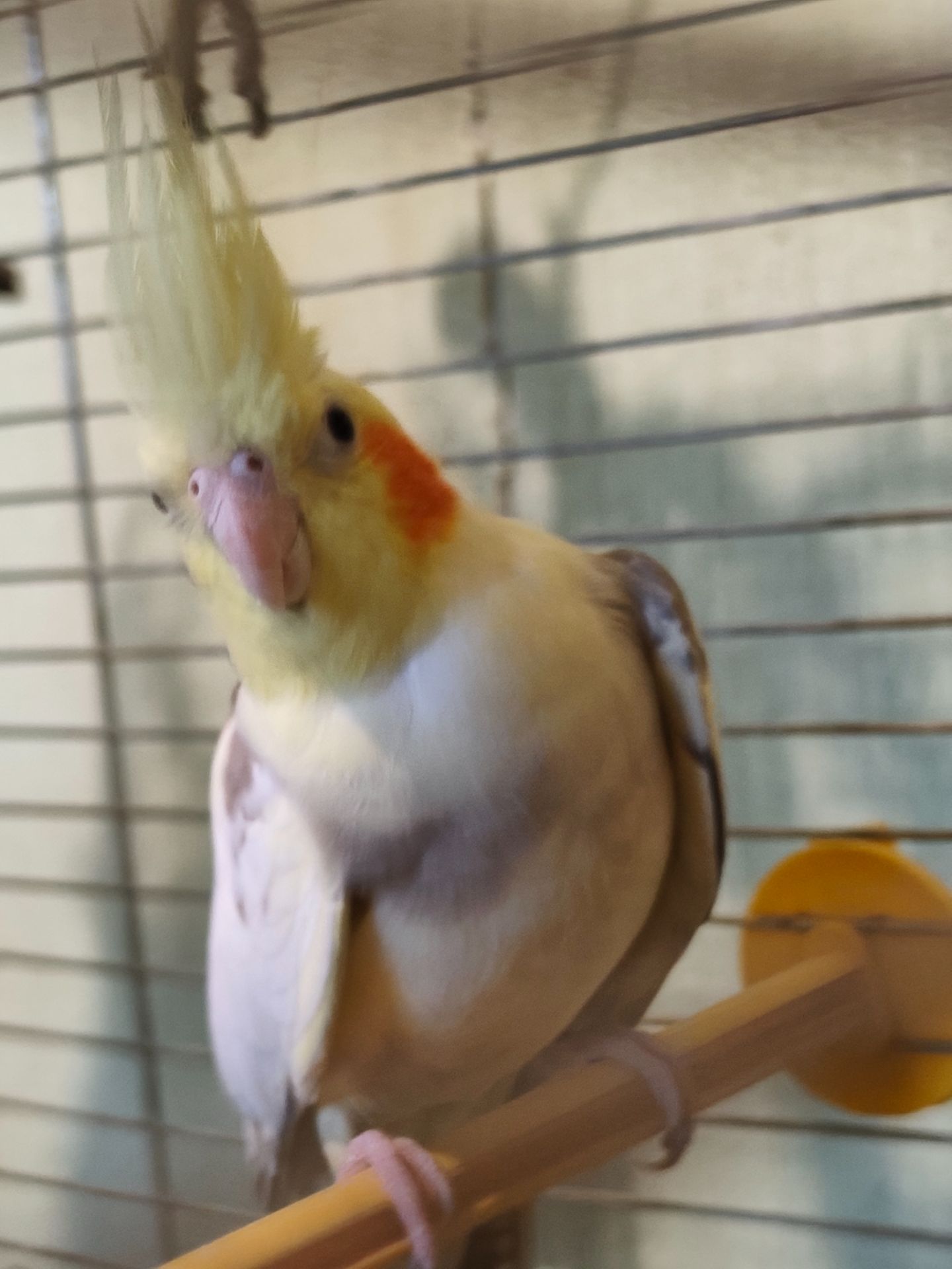 Девочка кореллы