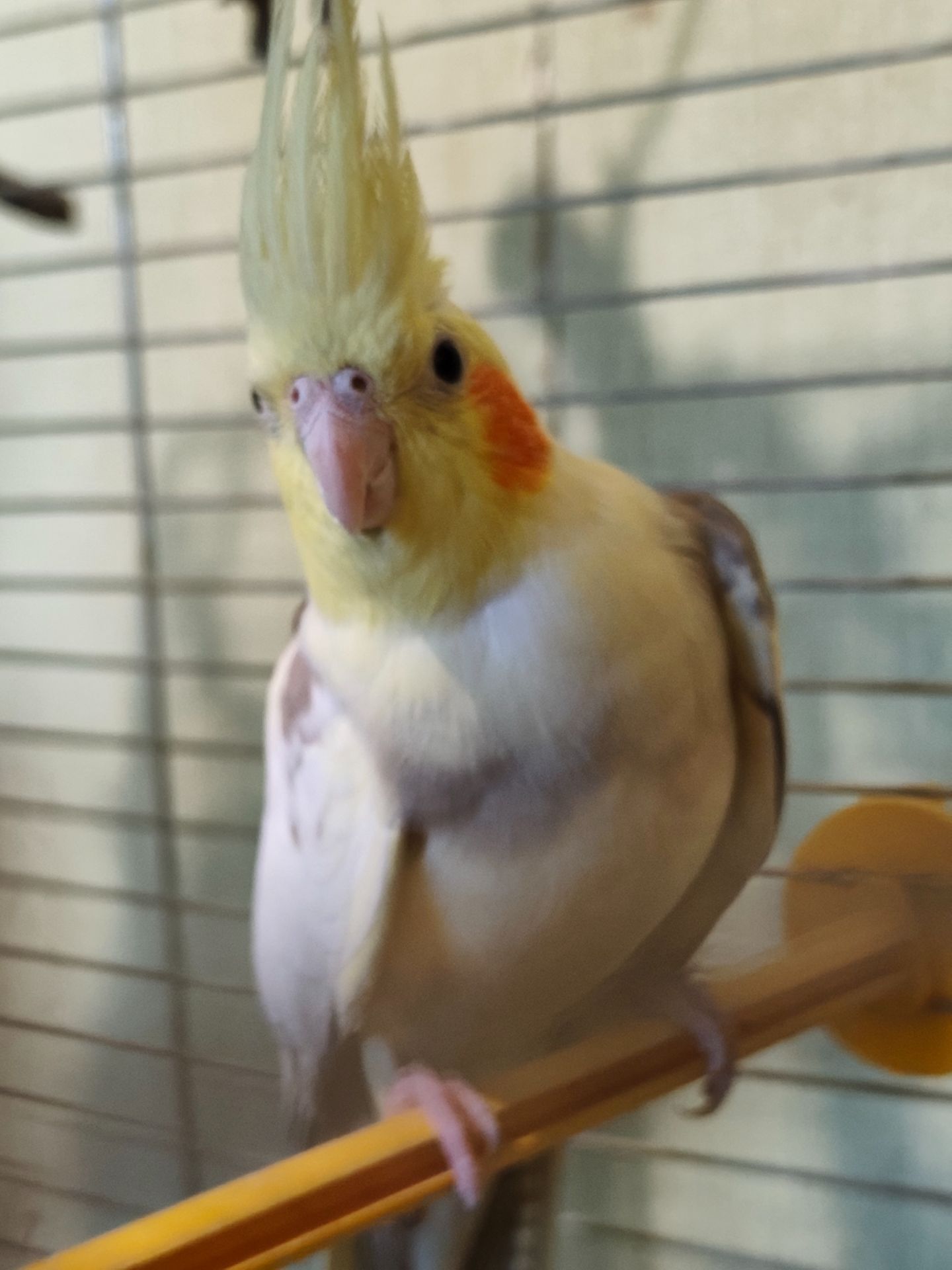 Девочка кореллы