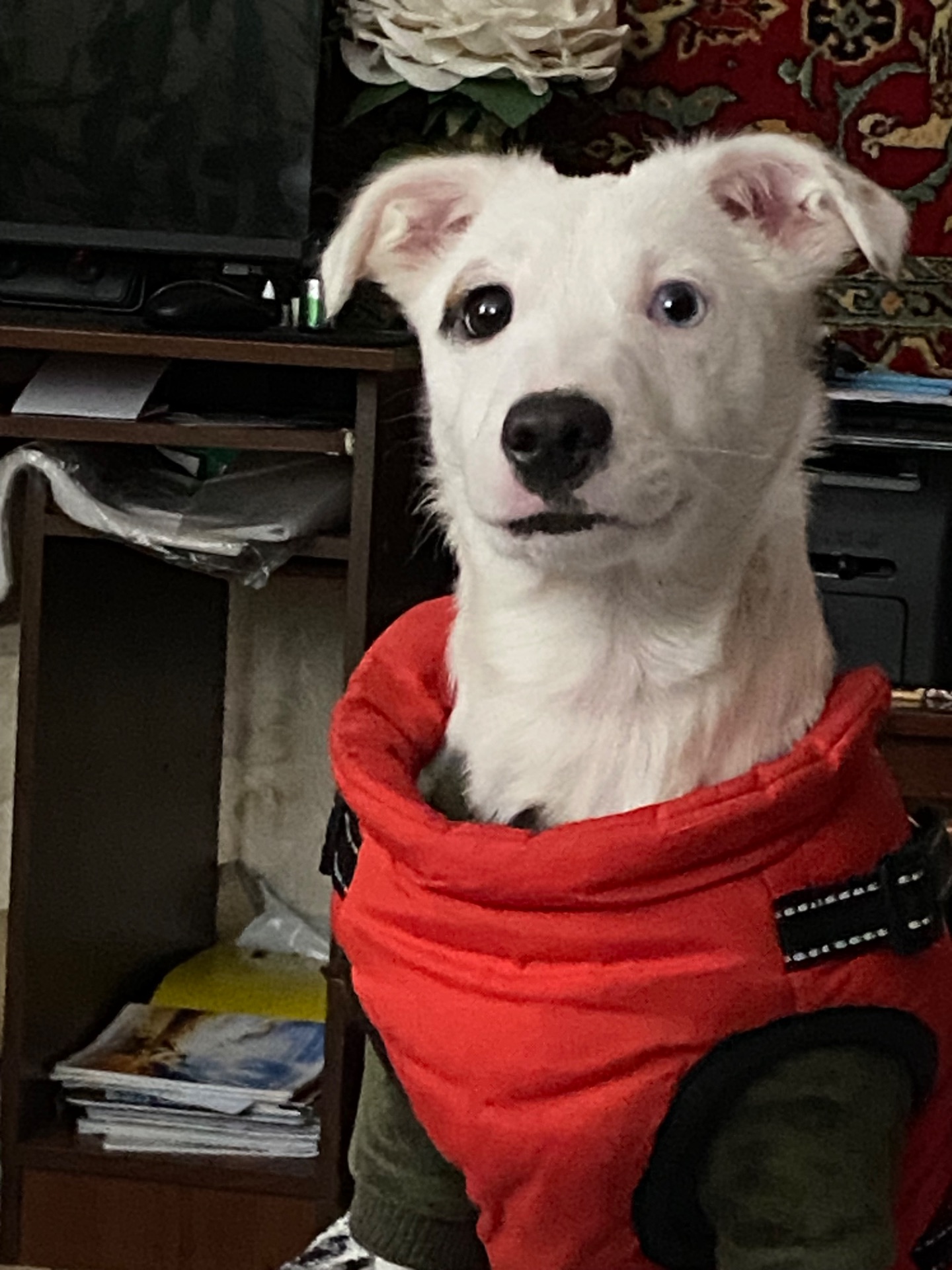 Продам срочно щенка