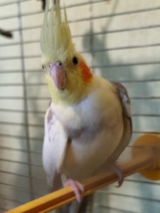 Девочка кореллы