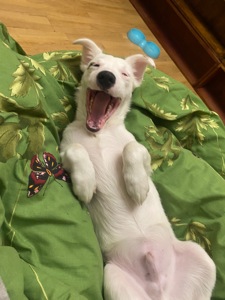 Продам срочно щенка