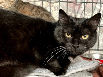 ніжна красуня Ненсі