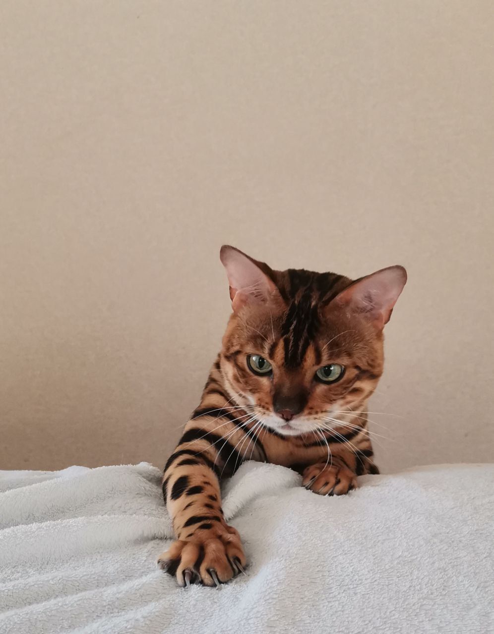 Бенгальський кіт